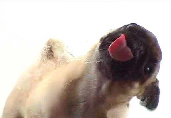 Licking Dog Screen Clean Is Also Patible With