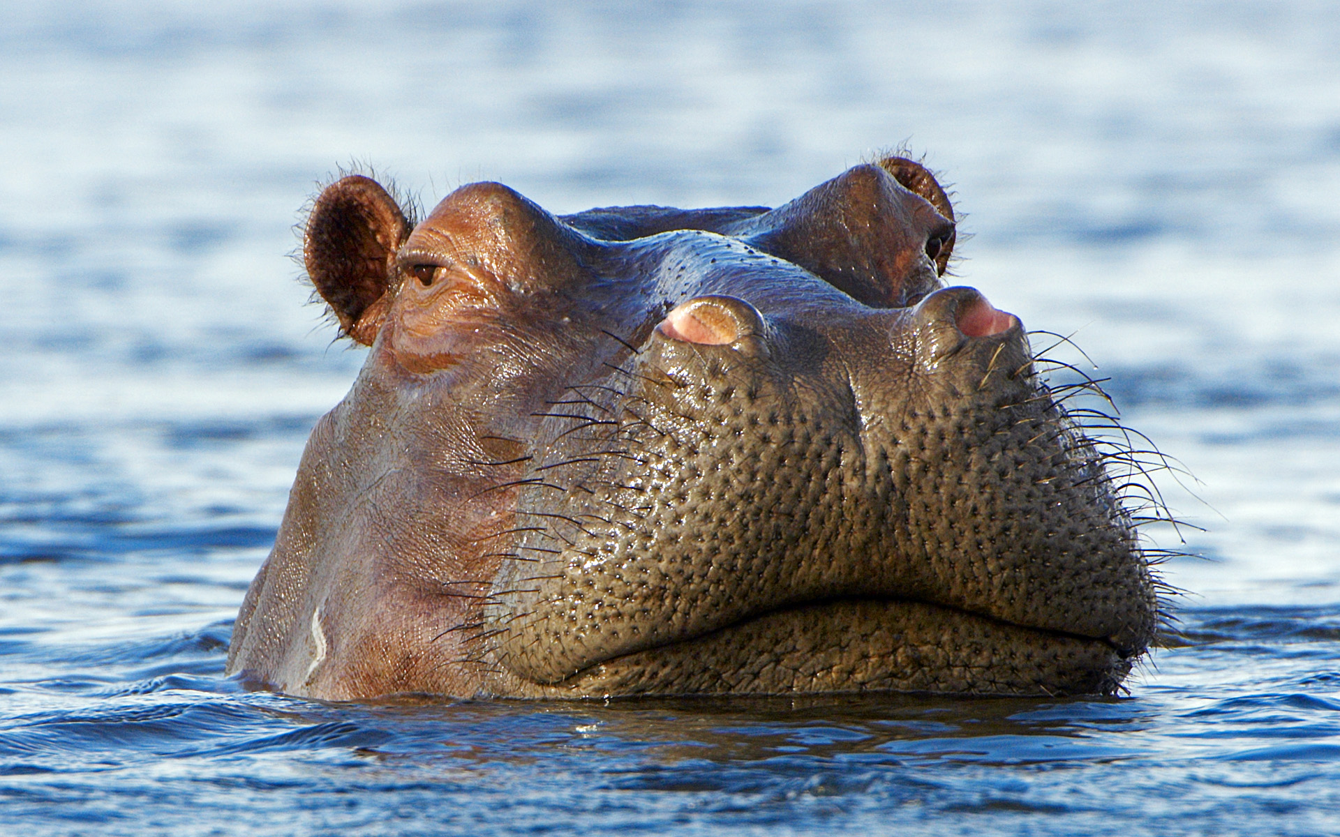 Hippopotamus Puter Id Buzzerg
