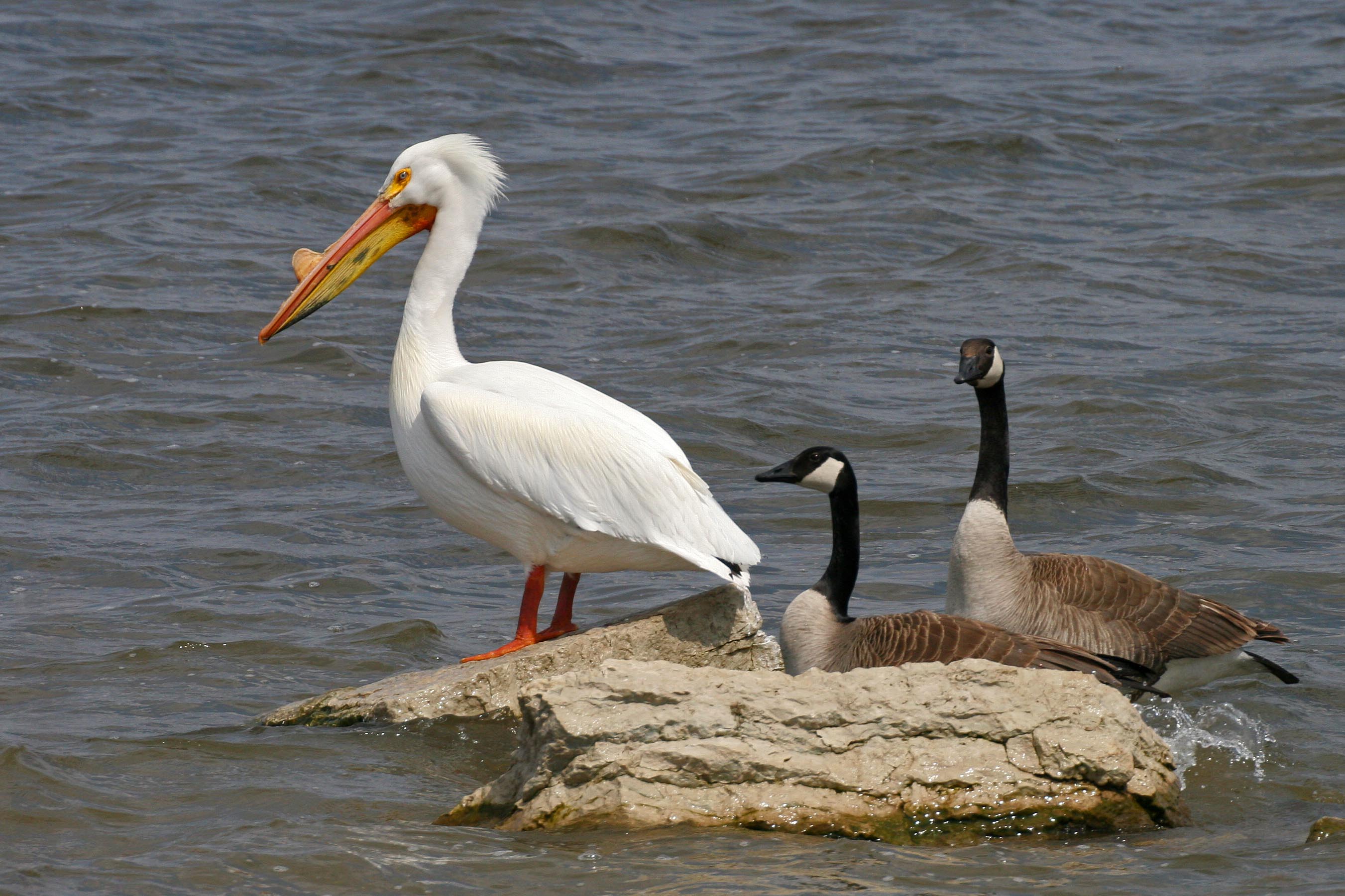 The Pelicans Of Illinois Advocacy For Animals