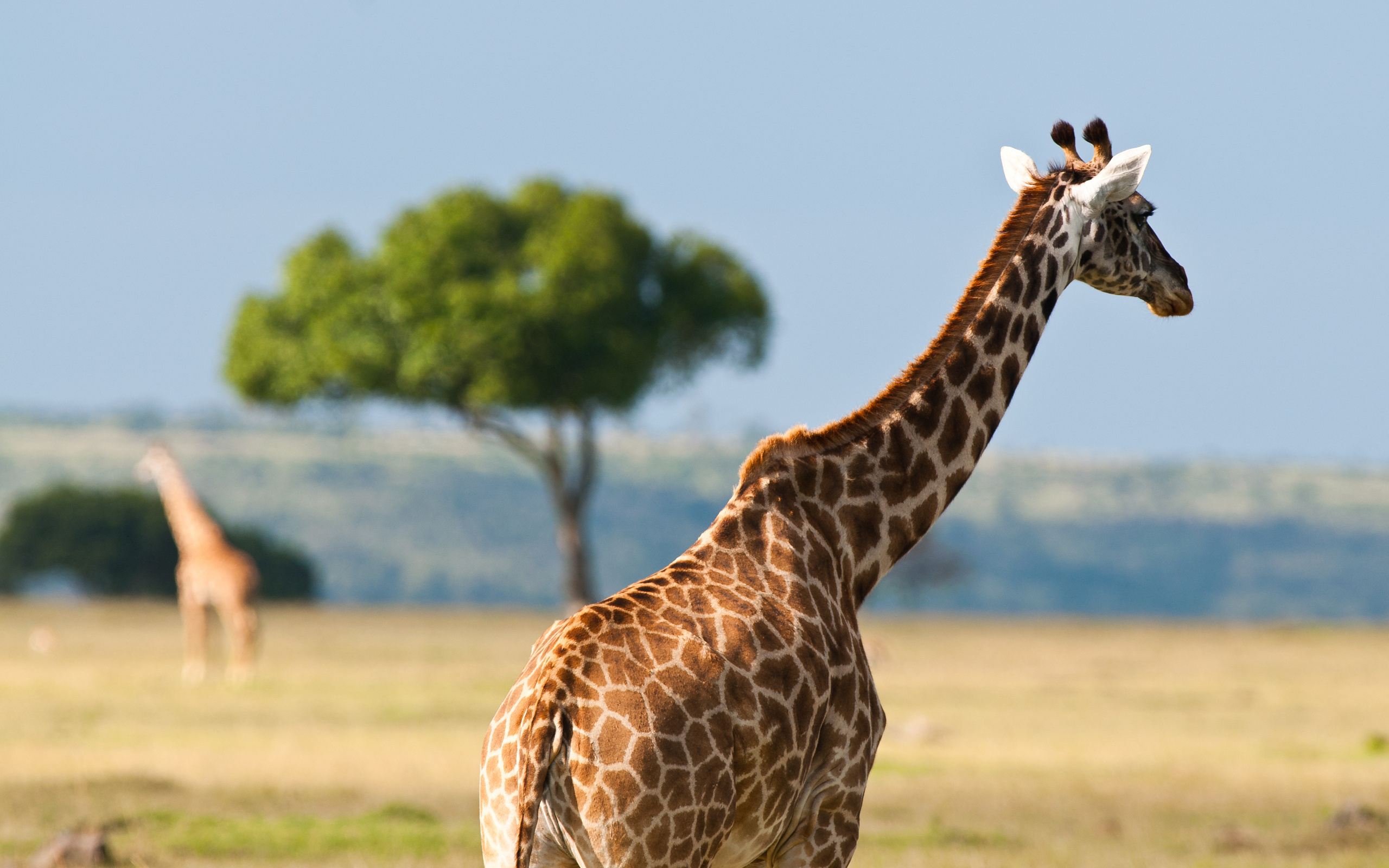 African Animals Wallpaper HD