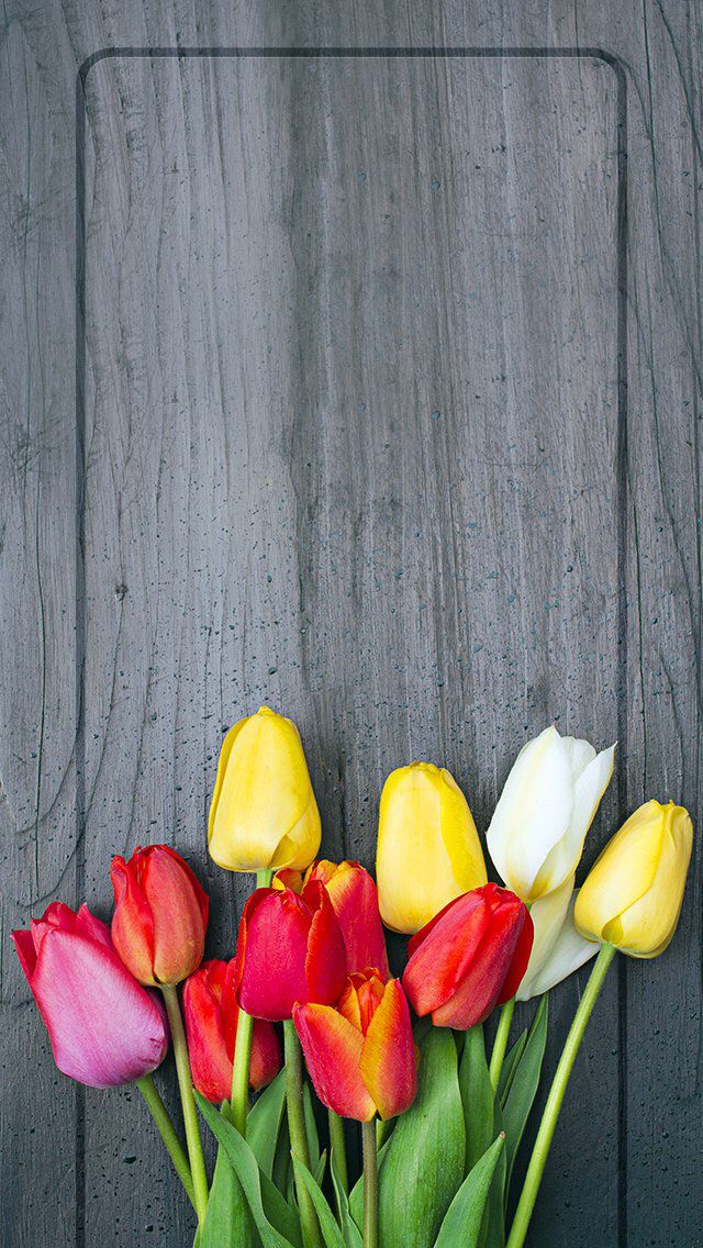 Wallpaper Bunga Tulip Spring Flower