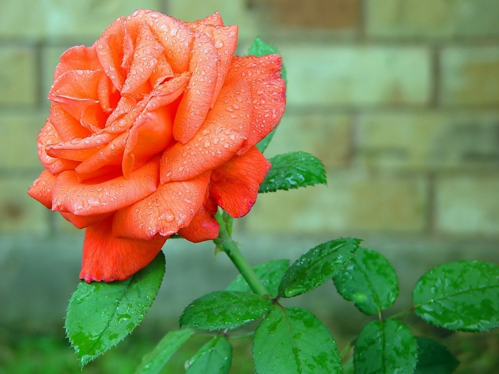 Beautiful Orange Rose Flower HD Wallpaper