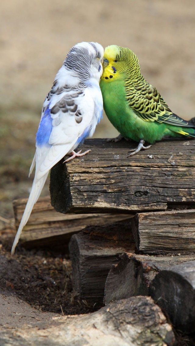 Budgie Love iPhone Wallpaper Background X With