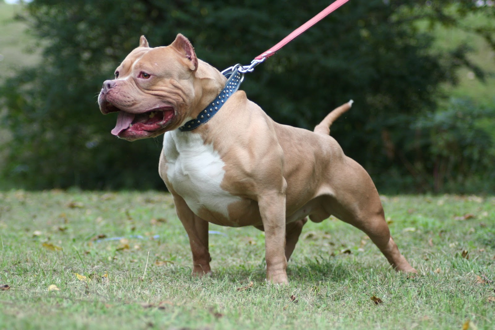 File American Pit Bull Terrier Seated Jpg Wikipedia The