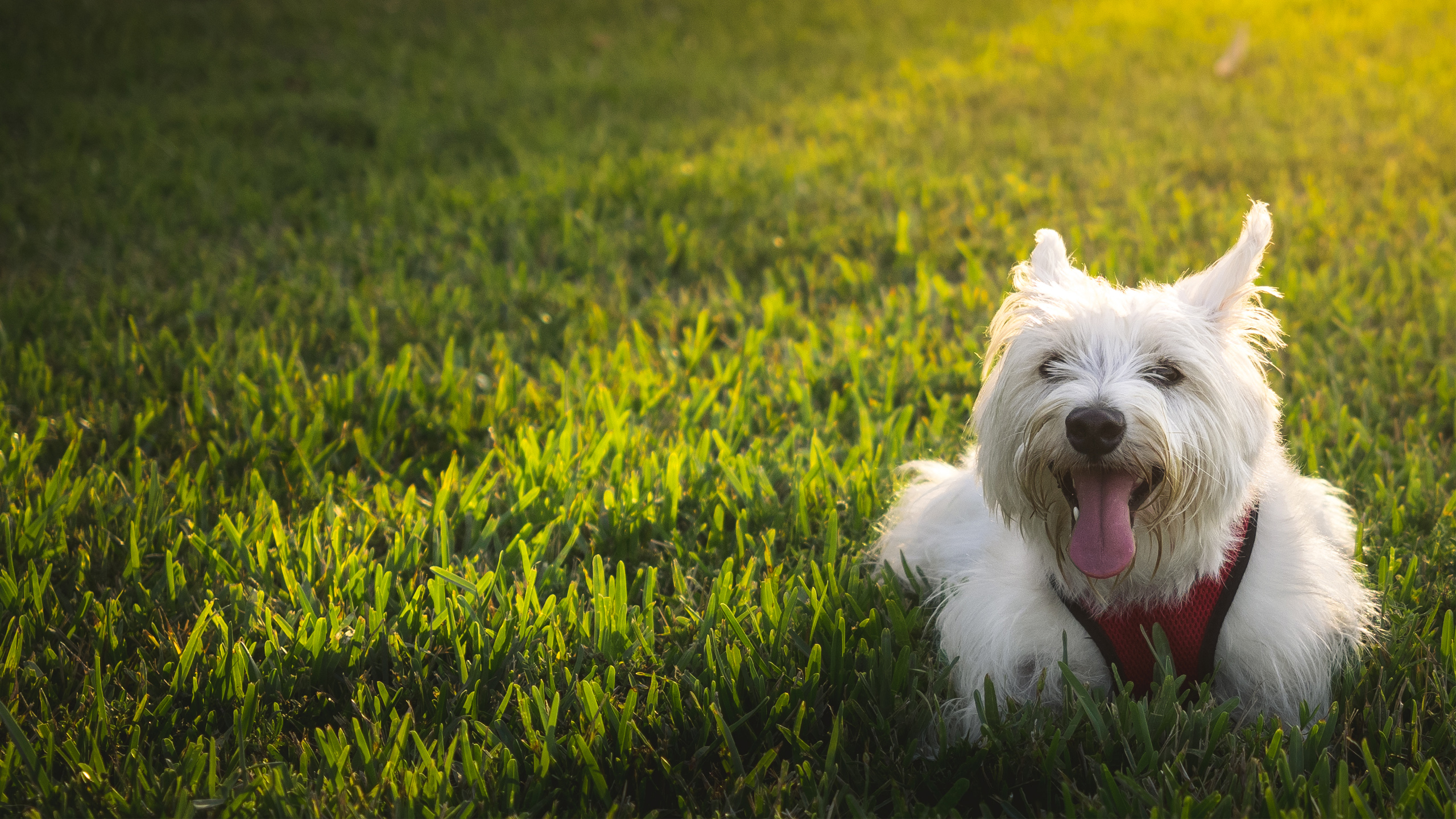 Westie 4k Wallpaper For Your Desktop Or Mobile Screen And