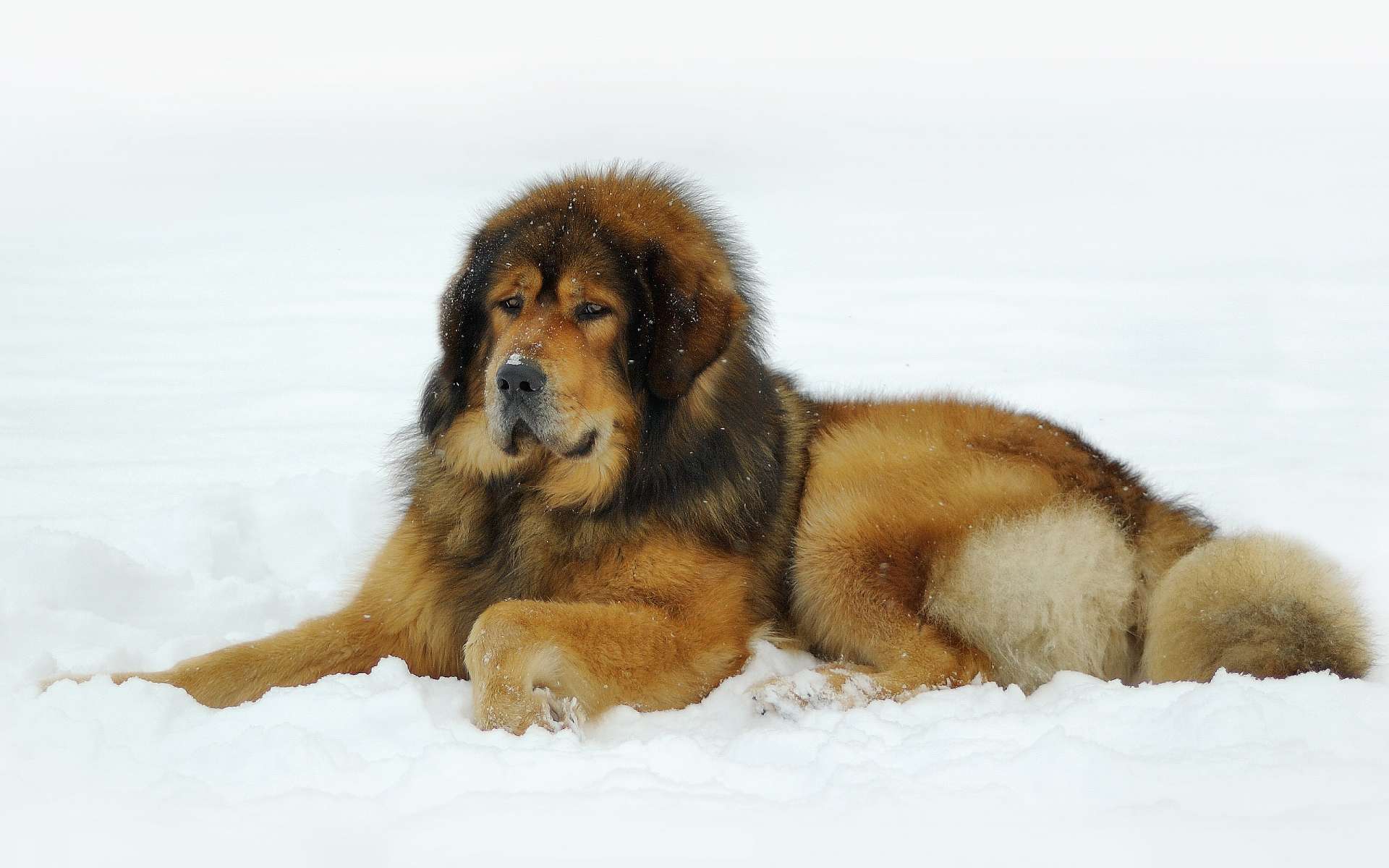 Tibetan Mastiff Is Lying On The Snow Wallpaper And Image
