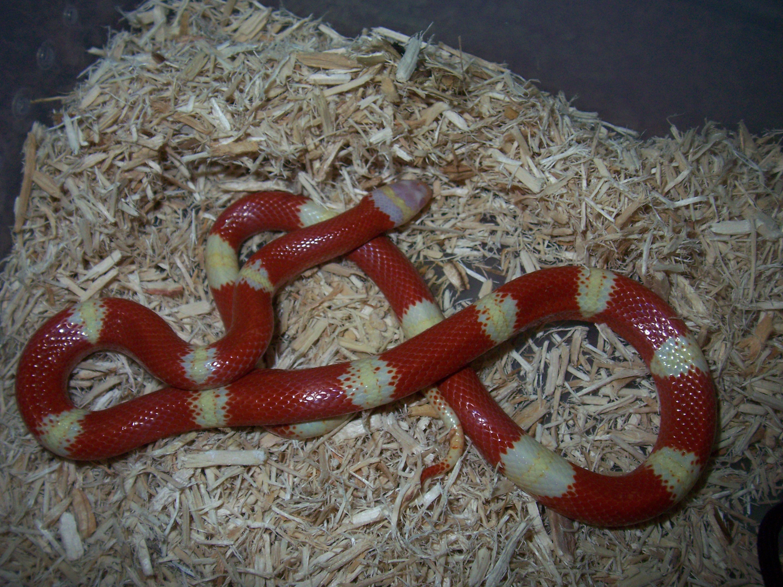 Desktop Snake Wallpaper HD Snakes Red White Jpg