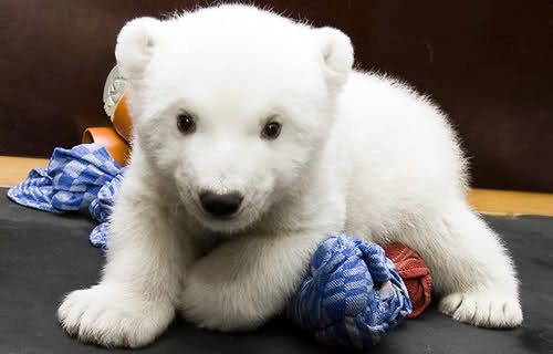 Baby Polar Bear Wallpaper Image