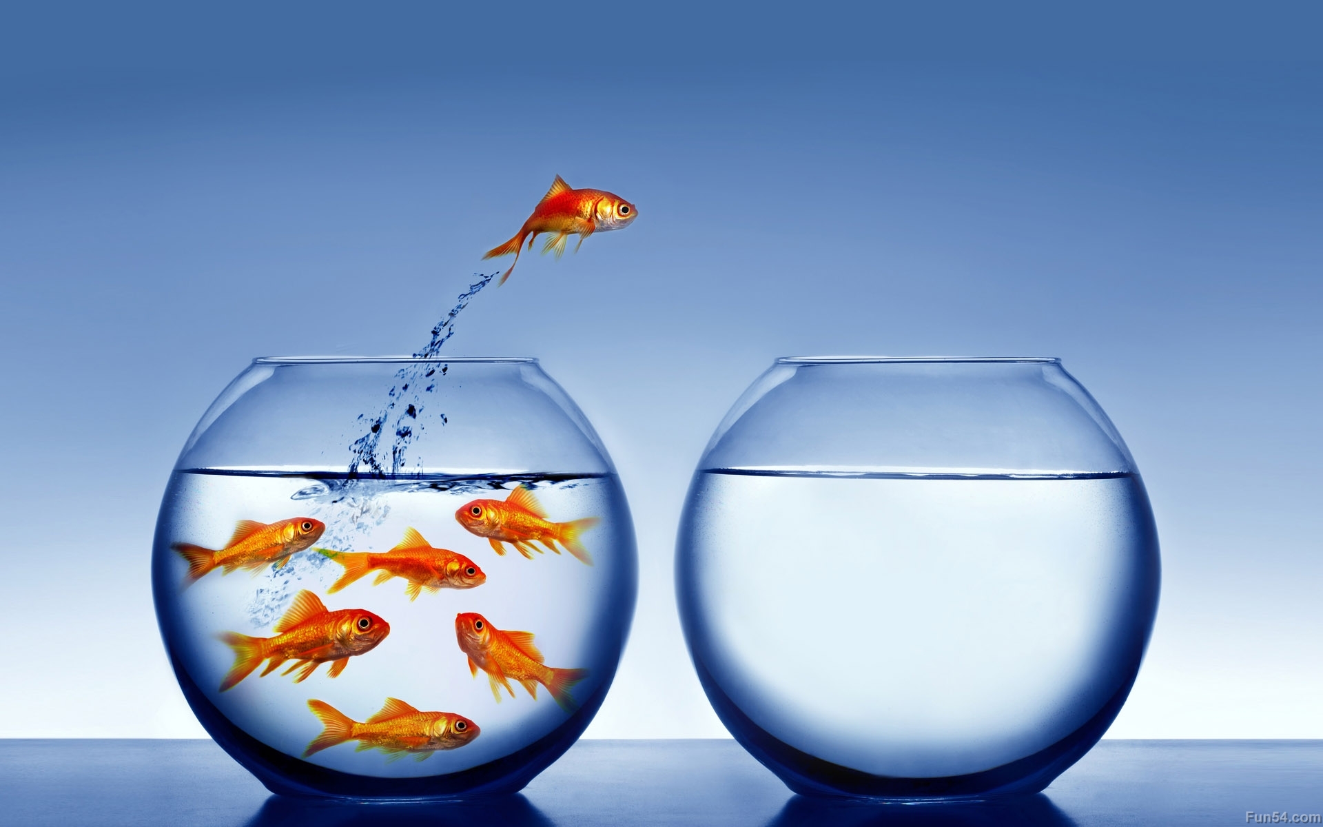 Golden Fishs In A Bowl And One Fish Jumps Another HD Wallpaper