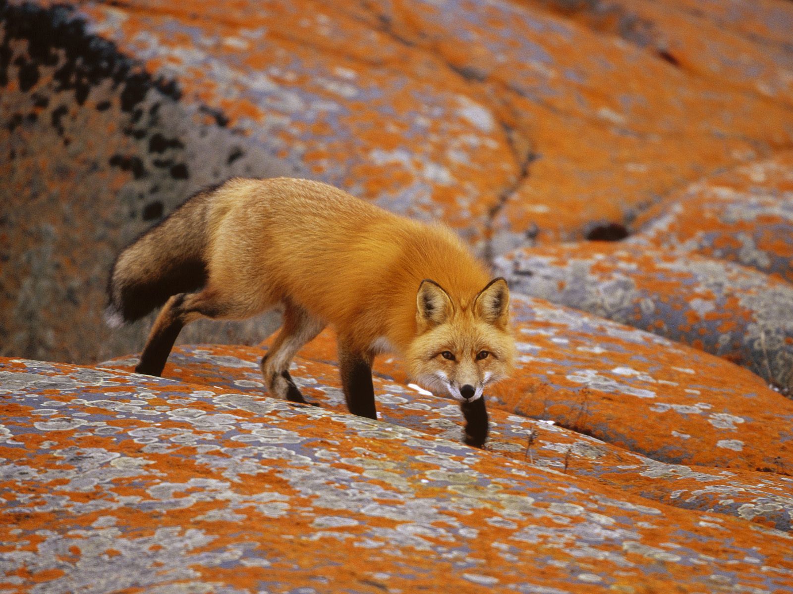 Wallpaper Fox Red Foxes