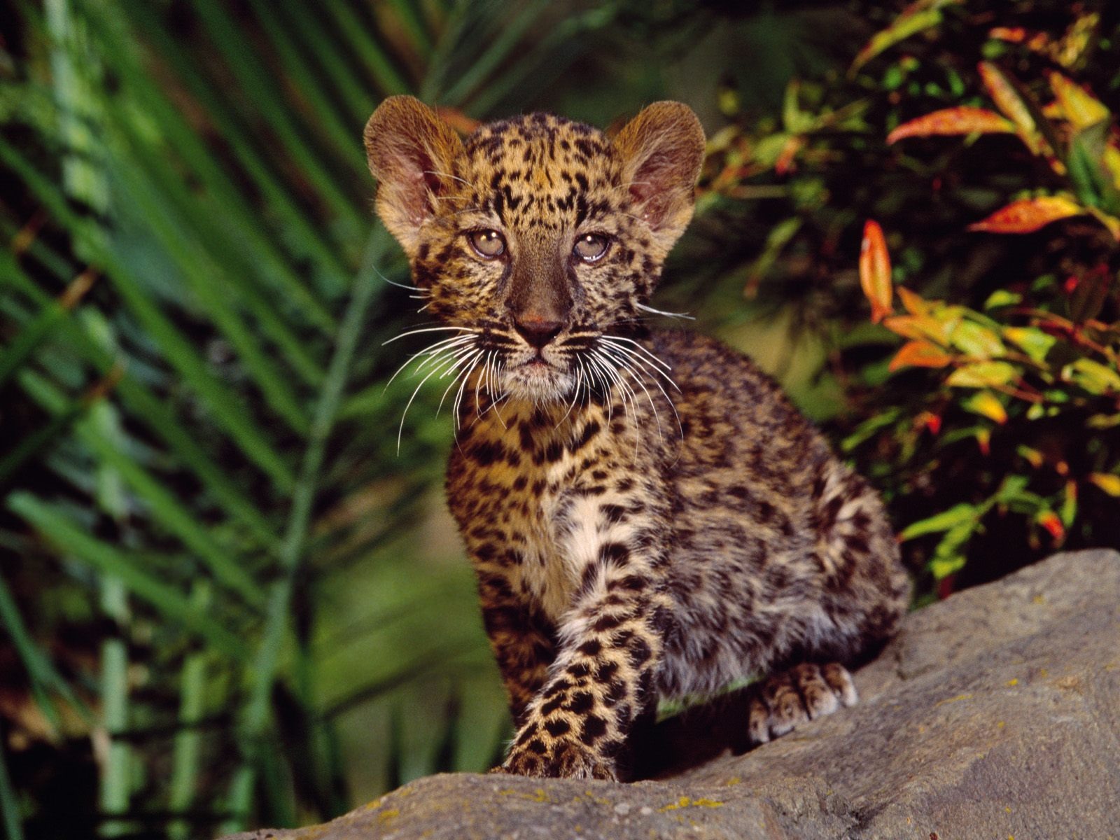 Baby Leopard Desktop Wallpaper
