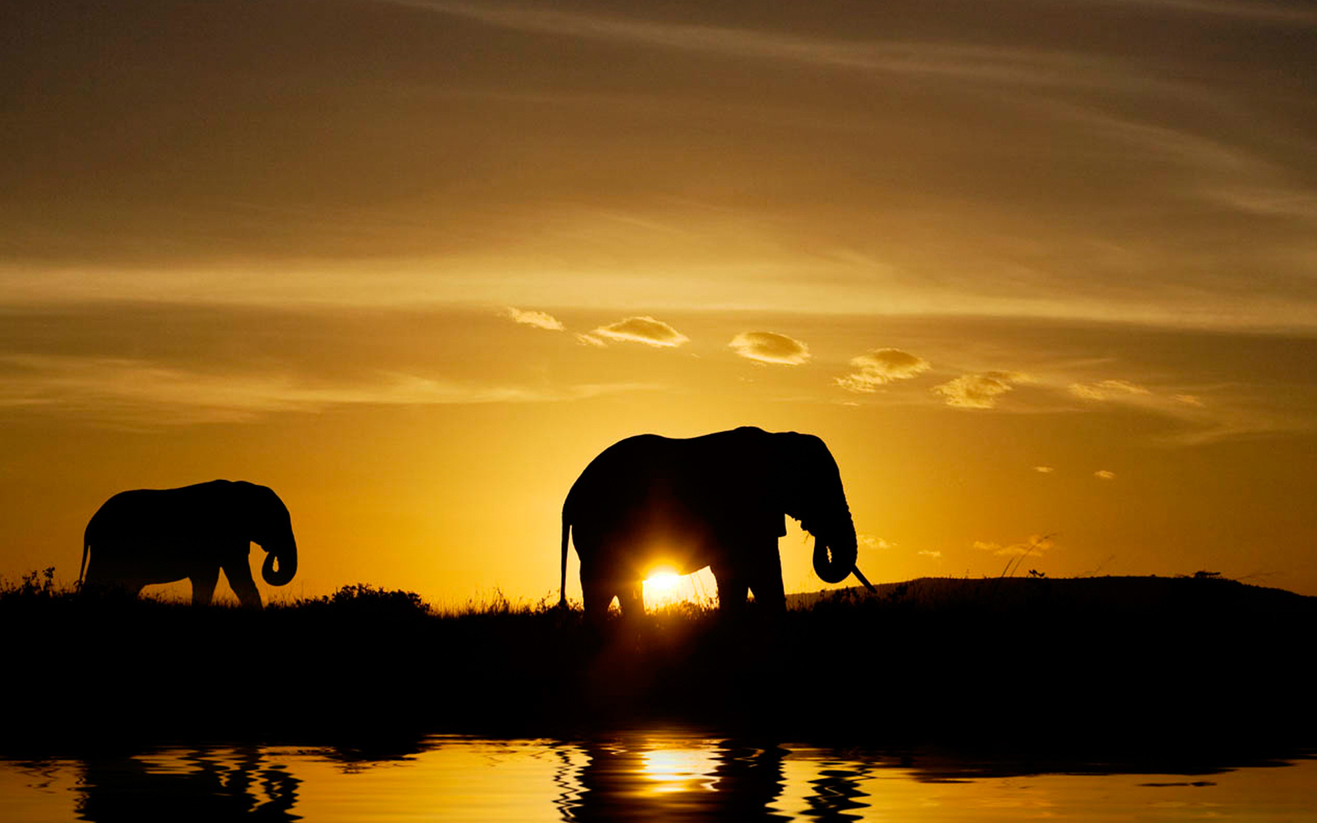 African Animals Wallpaper HD