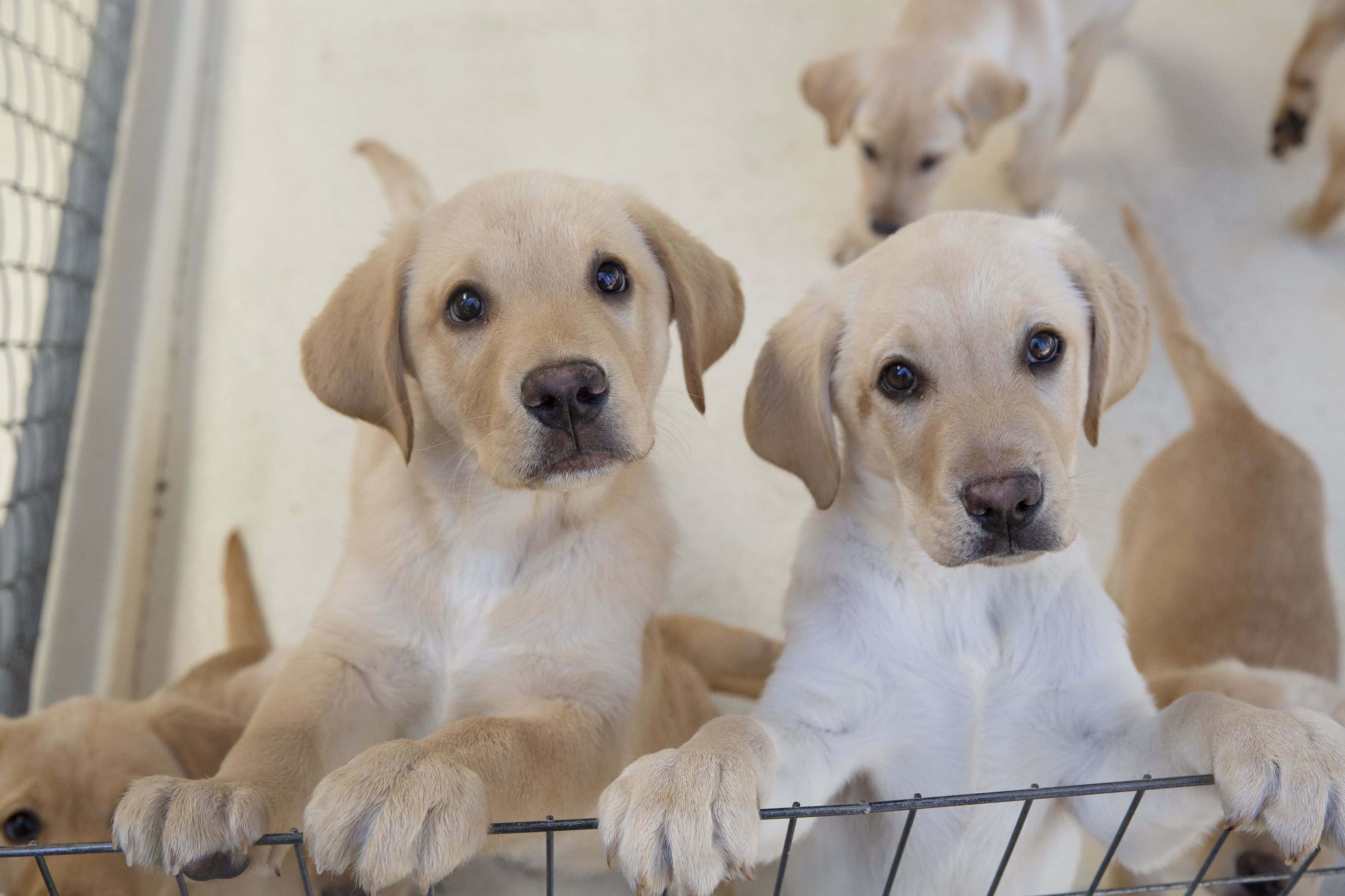 Puppy Dog Picture Wallpaper