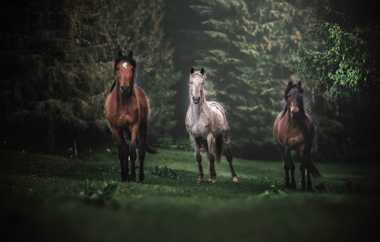 Wallpaper Forest Glade Horses Horse Trio Trinity Image For