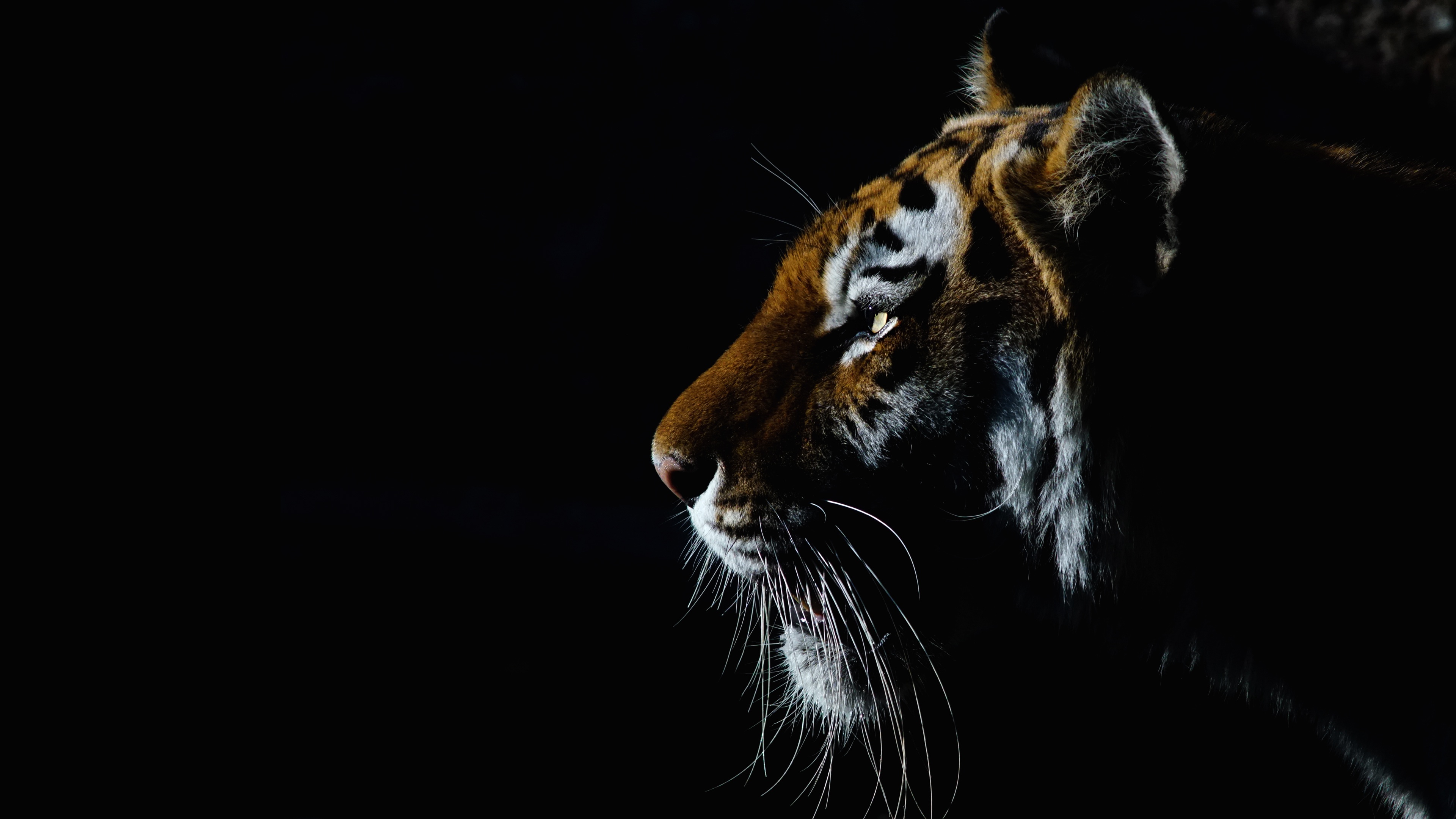 Close-up profile of a tiger's face against a black background, highlighting its orange and black stripes, piercing gaze, and long whiskers