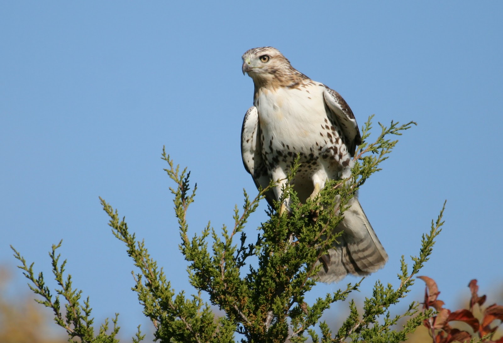All Wallpapers Ferruginous Hawk Pictures
