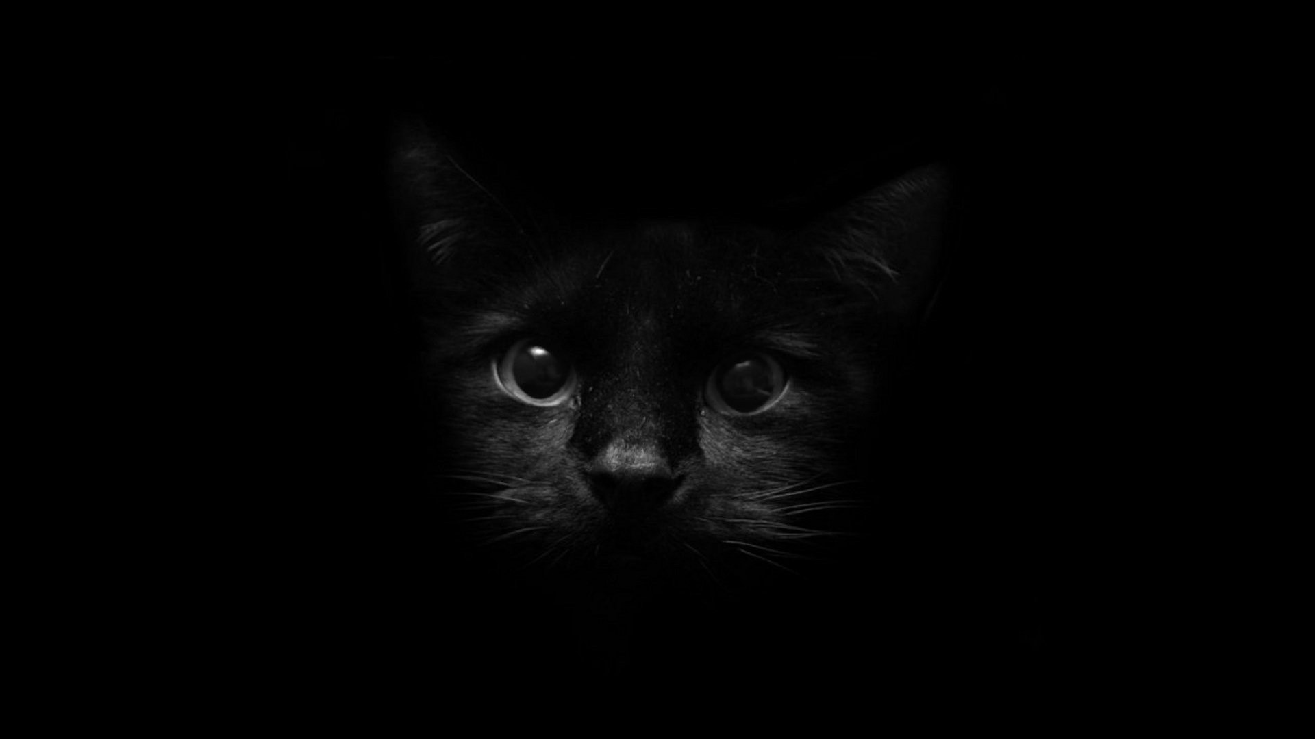 A captivating close-up of a black cat's face emerging from the shadows, its piercing eyes glowing in the darkness. Perfect for a dark and moody wallpaper