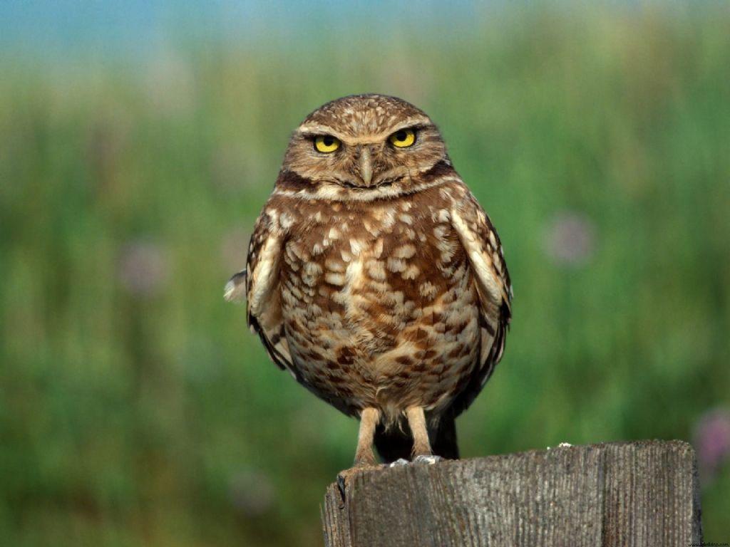 Pictures Animal Photos Owls Animals HD High Resolution