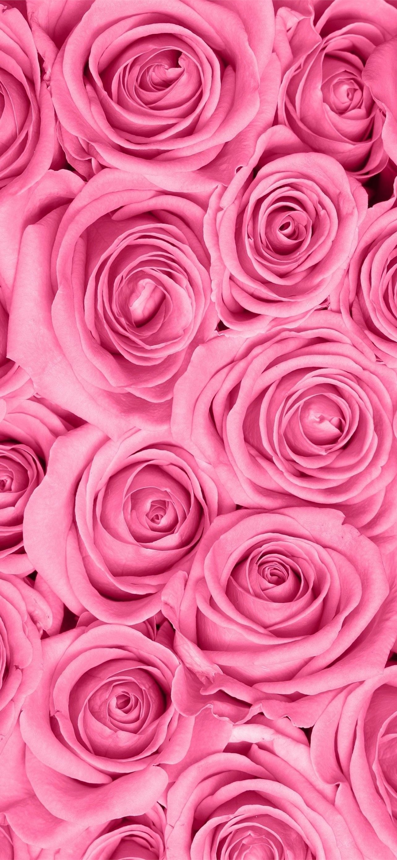 Roses iPhone Wallpaper