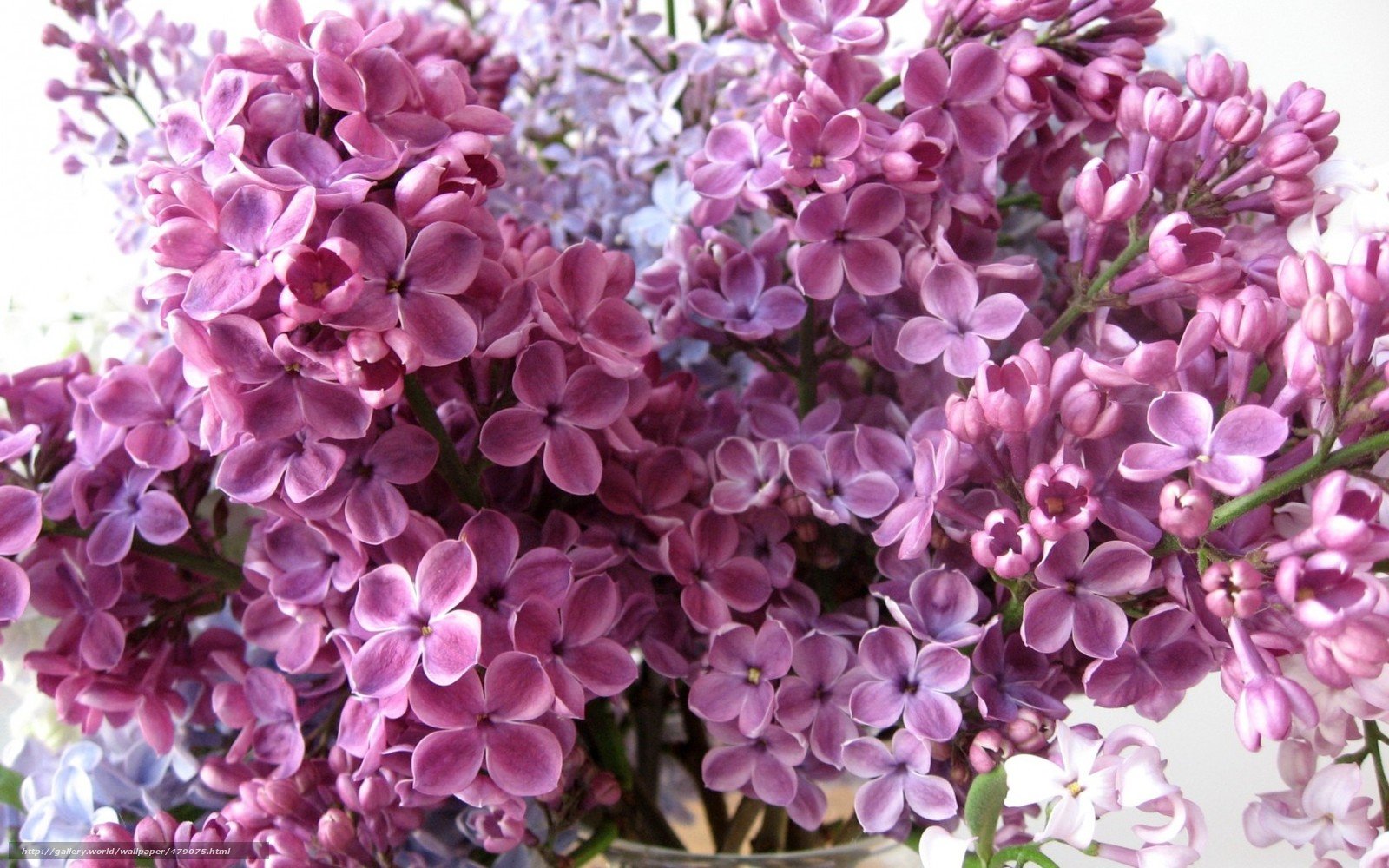 Download wallpaper Petals lilac Flowers free desktop wallpaper in