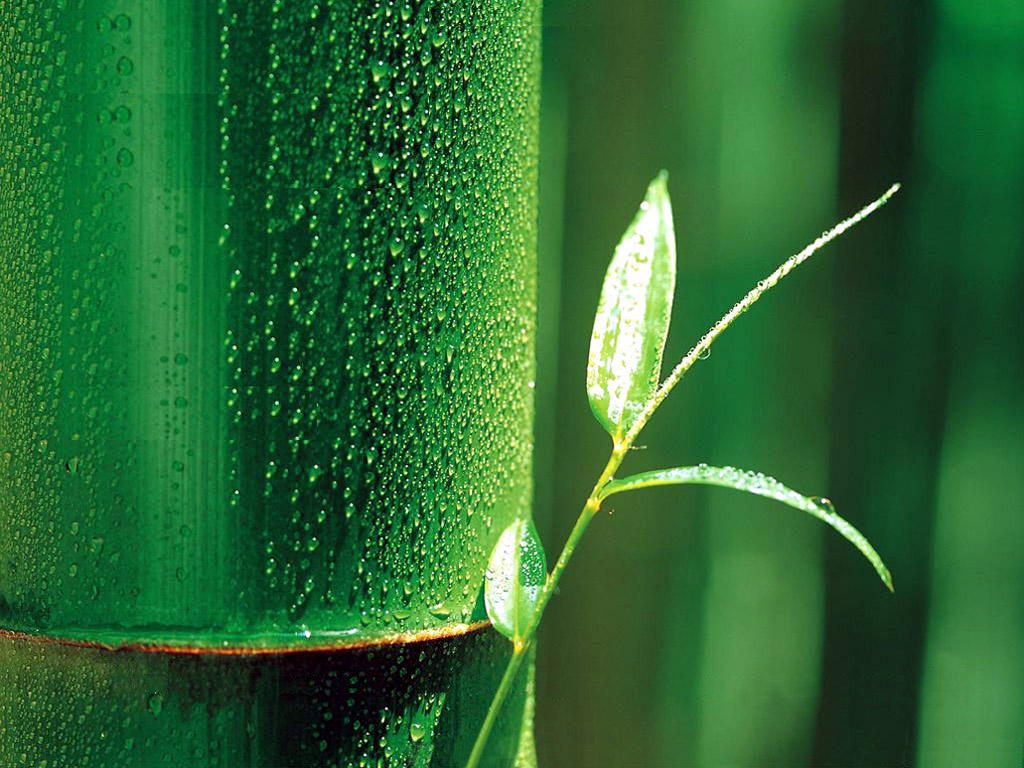 Bamboo Wallpaper Leaf