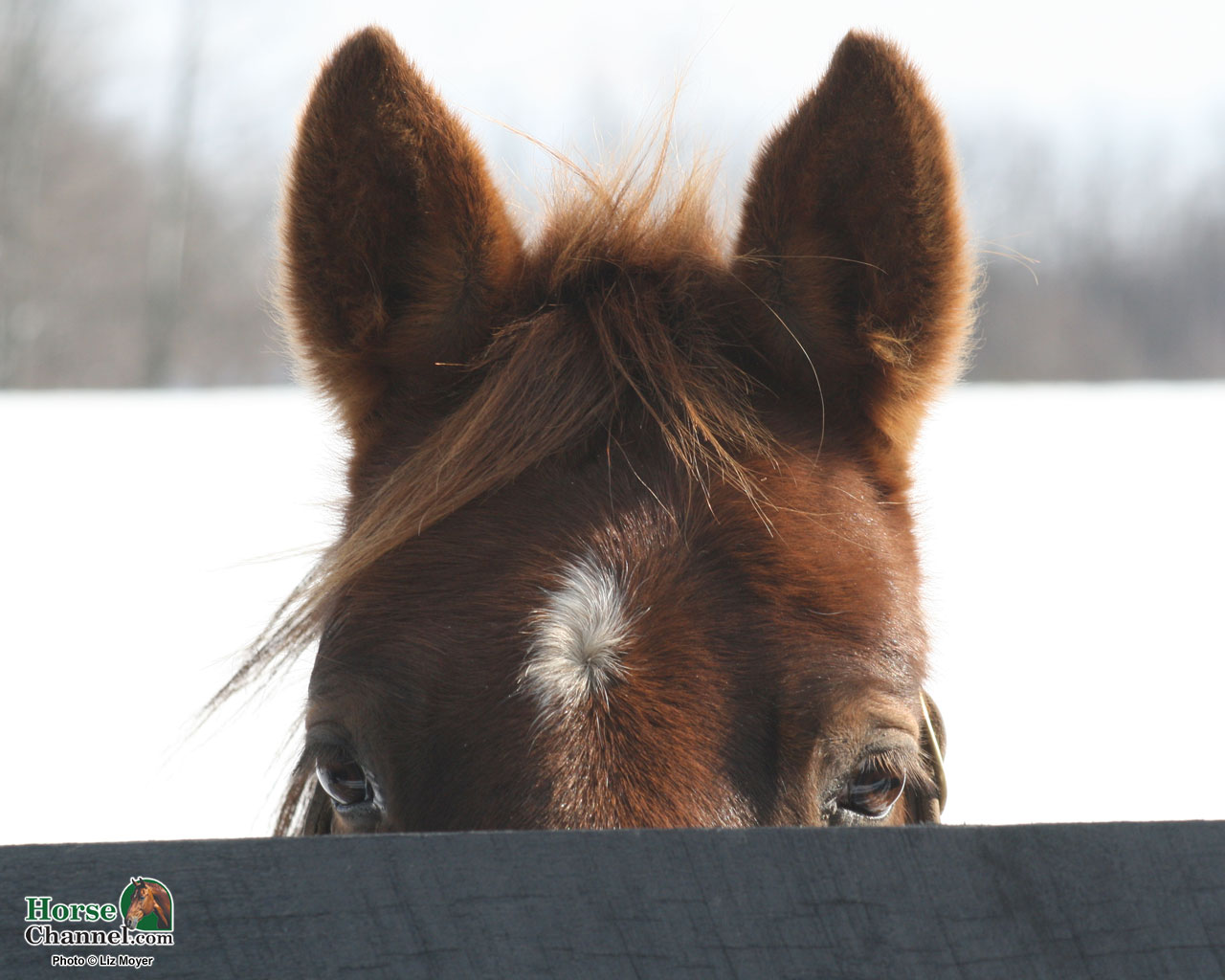 Horse Winter Scenes Wallpaper - WallpaperSafari