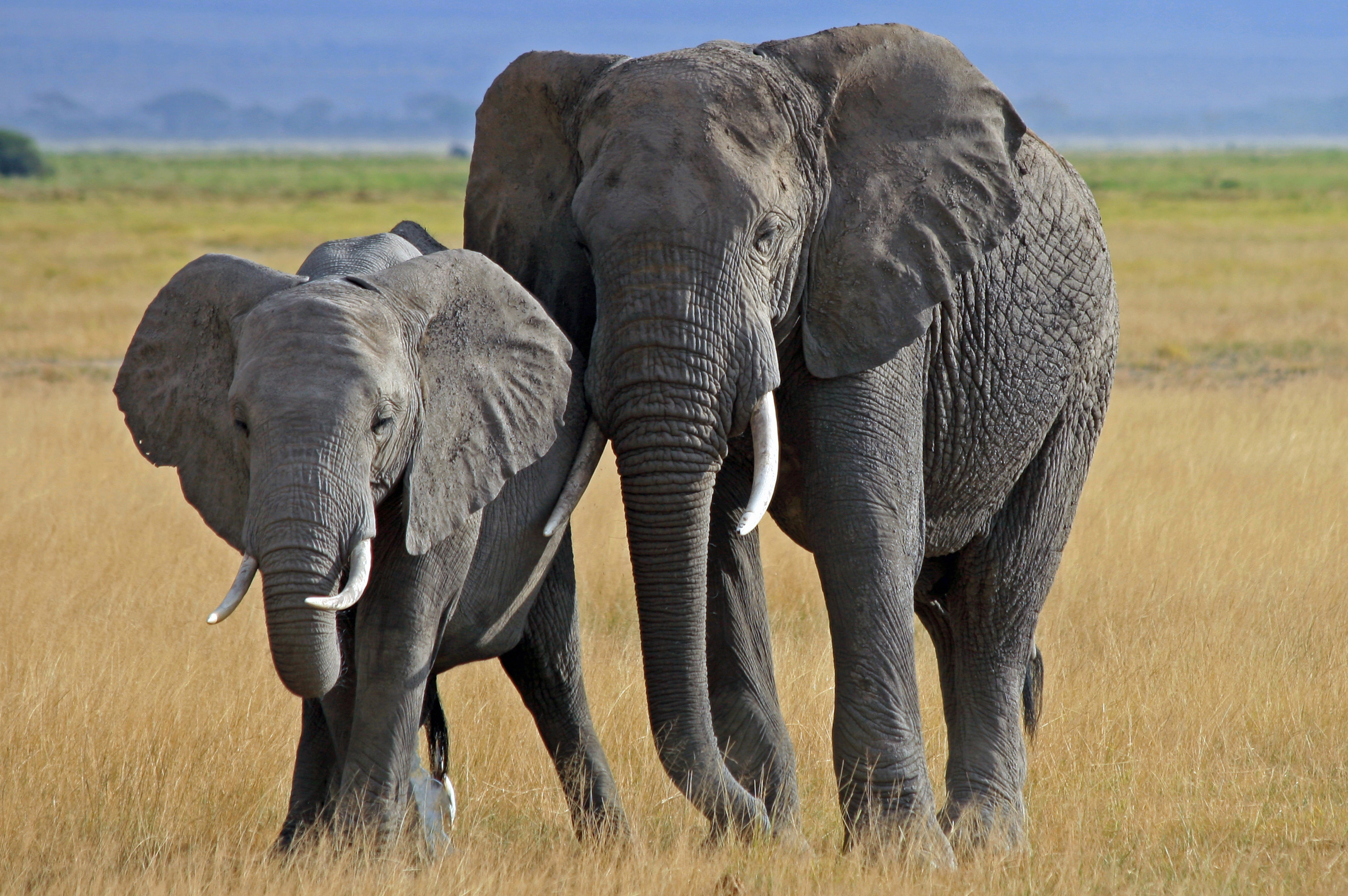 Elephant Computer Wallpaper Desktop Background Id