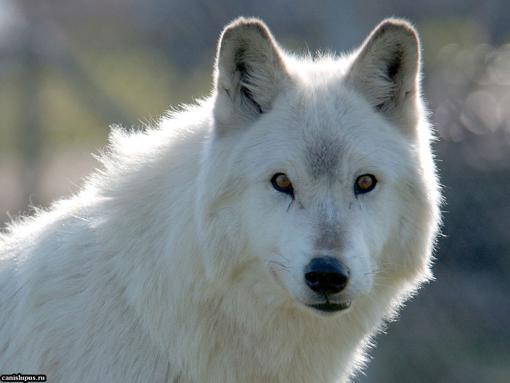 Lupo Bianco Canis Lupus Arcticus File Vettoriale