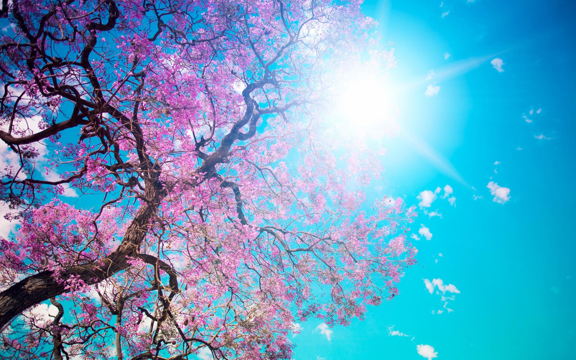 Scenery Wallpaper Includes The Scene Of Blooming Spring