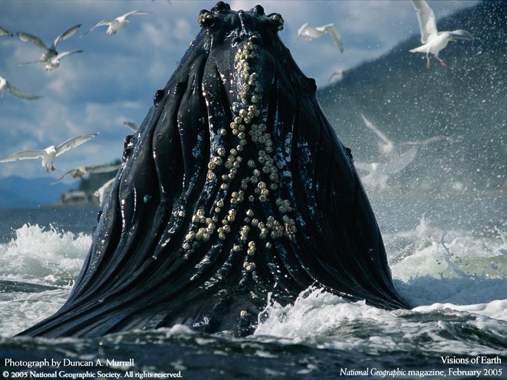 Bing Image Humpback Whales Earth Desktop Wallpaper Animal