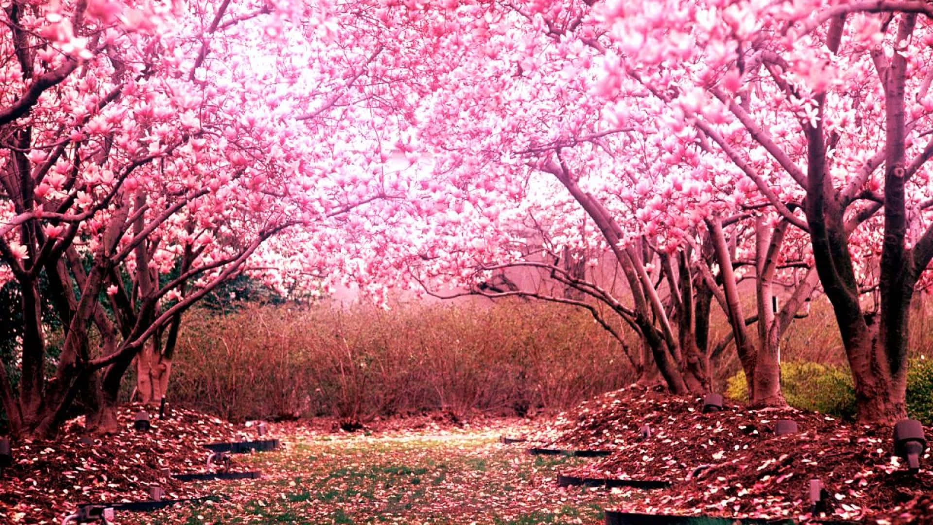 Cherry Blossoms Anime Scenery Wallpaper