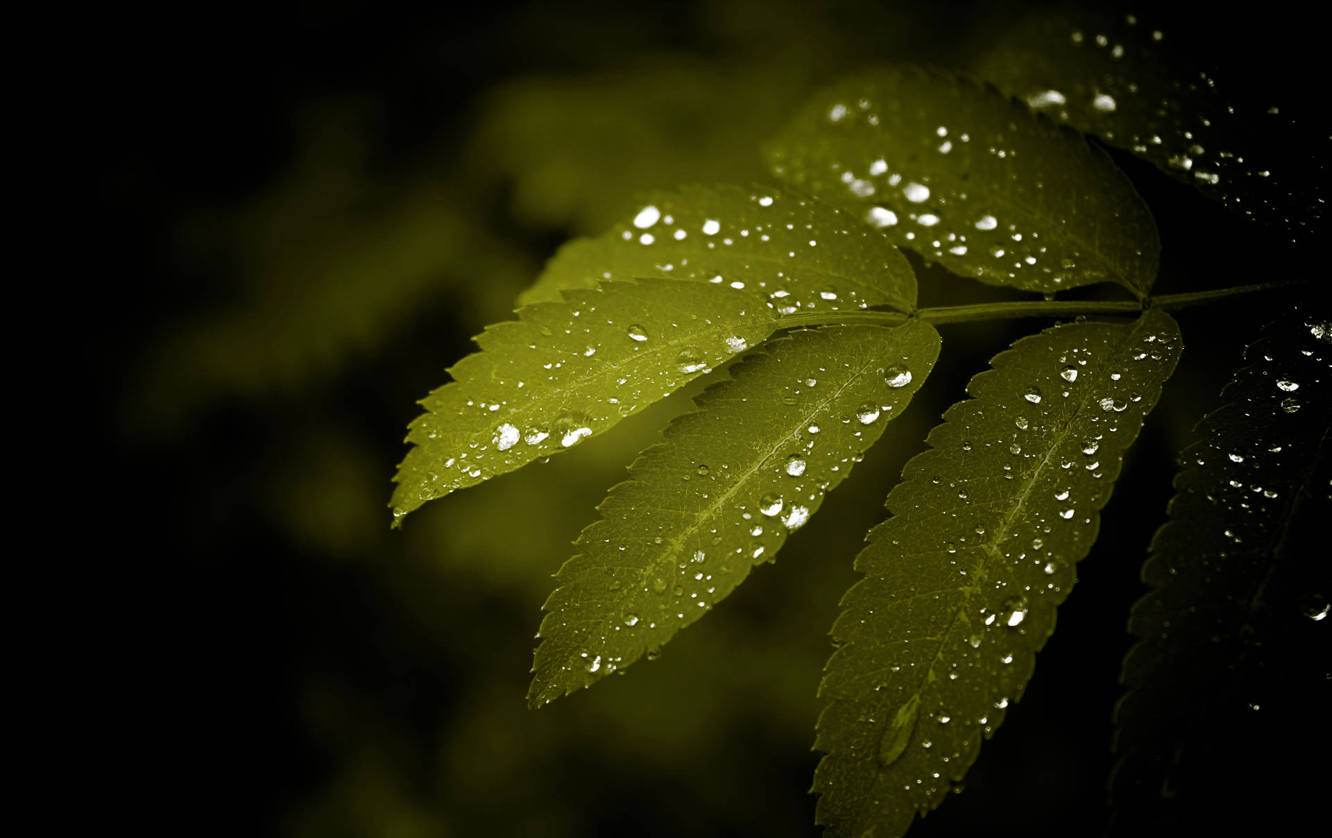 Water Droplets Wallpaper