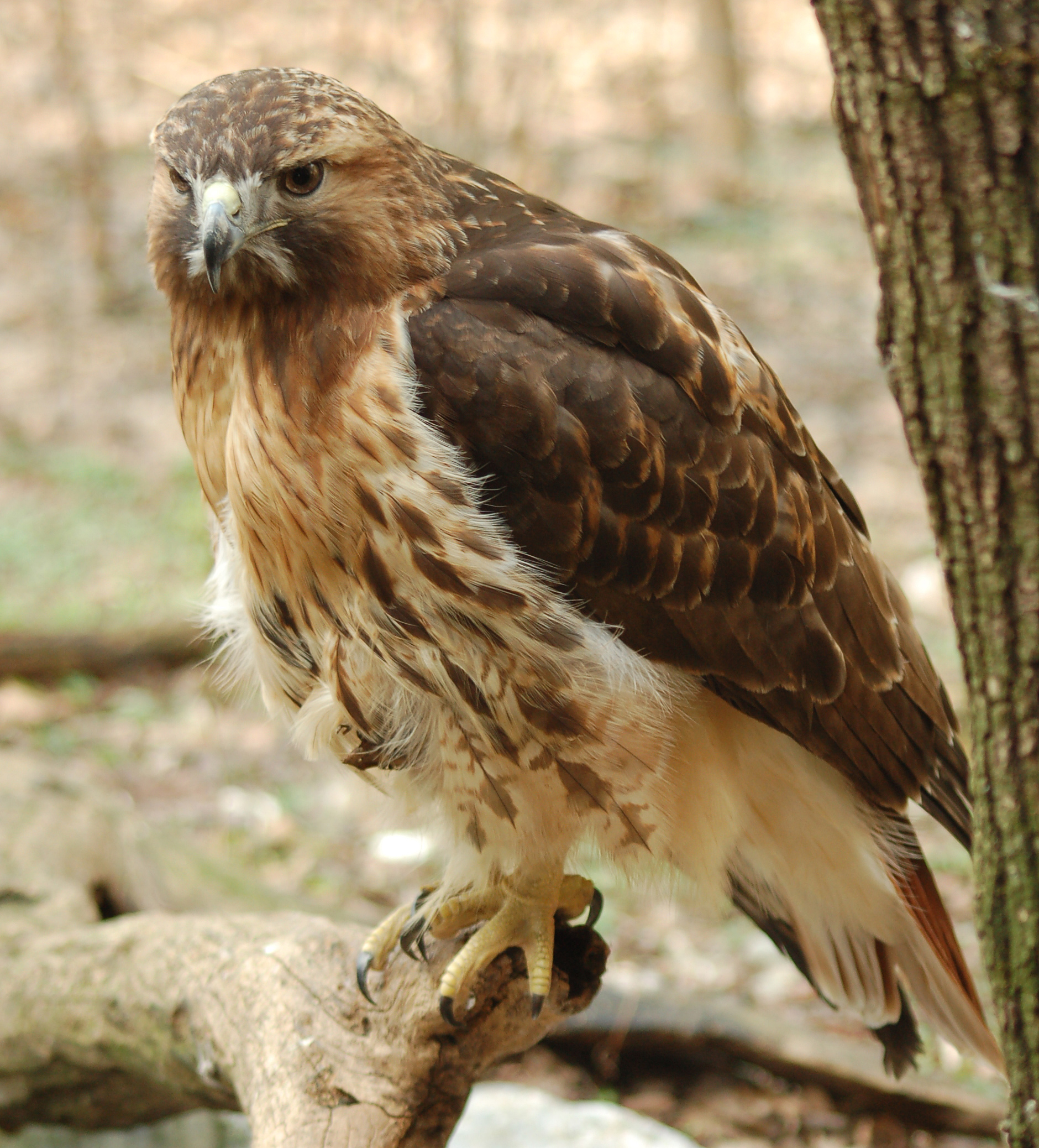 Description Red Tailed Hawk Buteo Jamaicensis Full Body 1880px Jpg