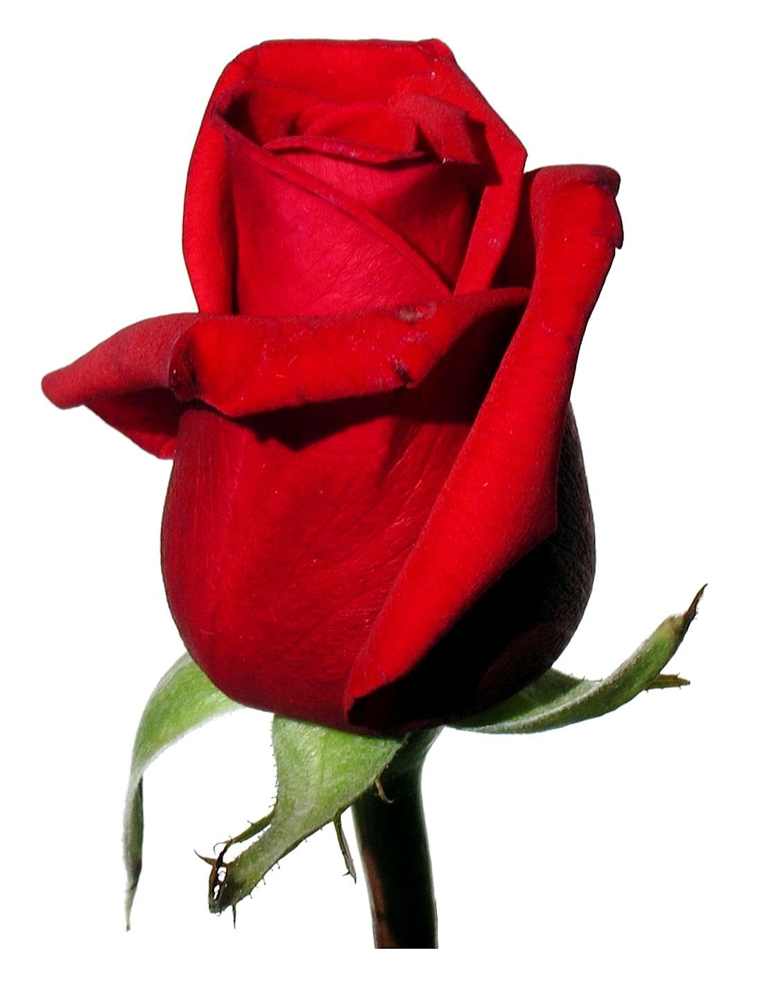 Red Rose White Background High Quality