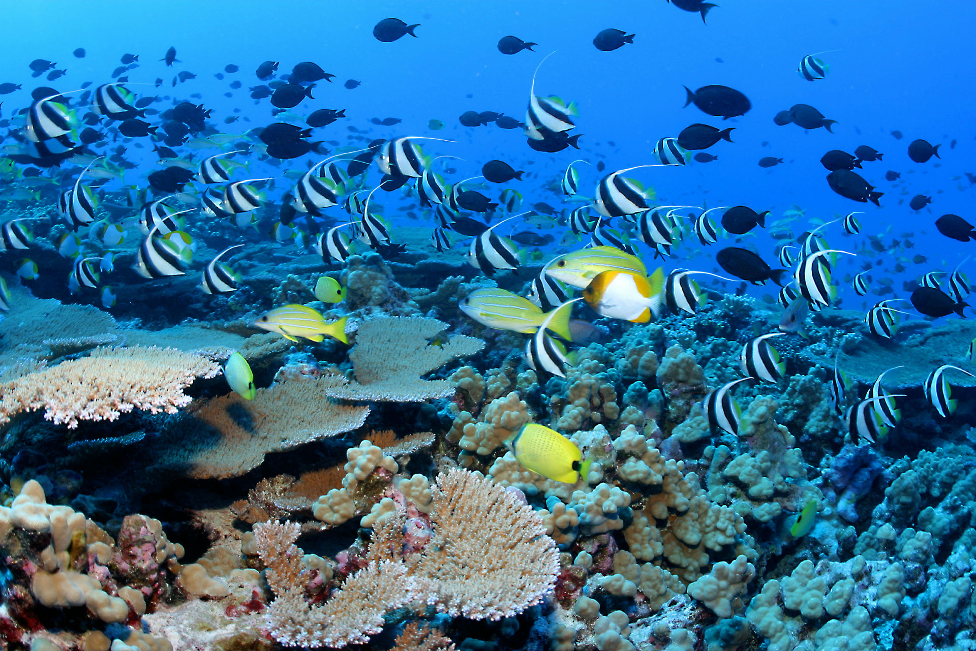 Underwater Ocean Sea Nature Tropical Reef Coral Wallpaper