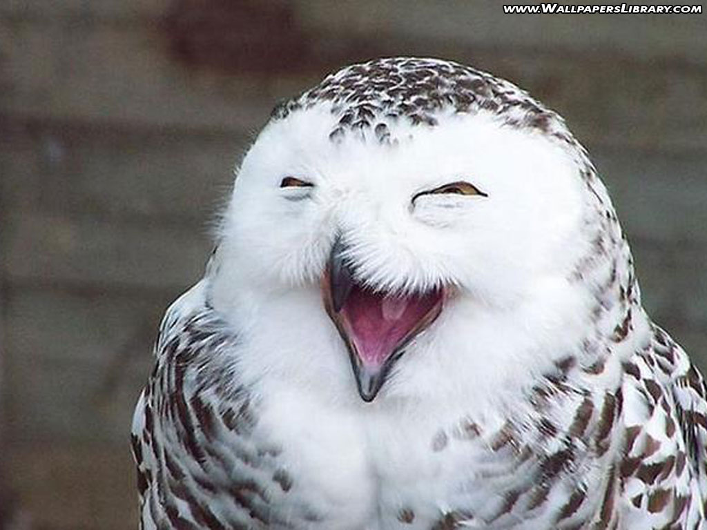 Funny Animal Owl Wallpaper Desktop
