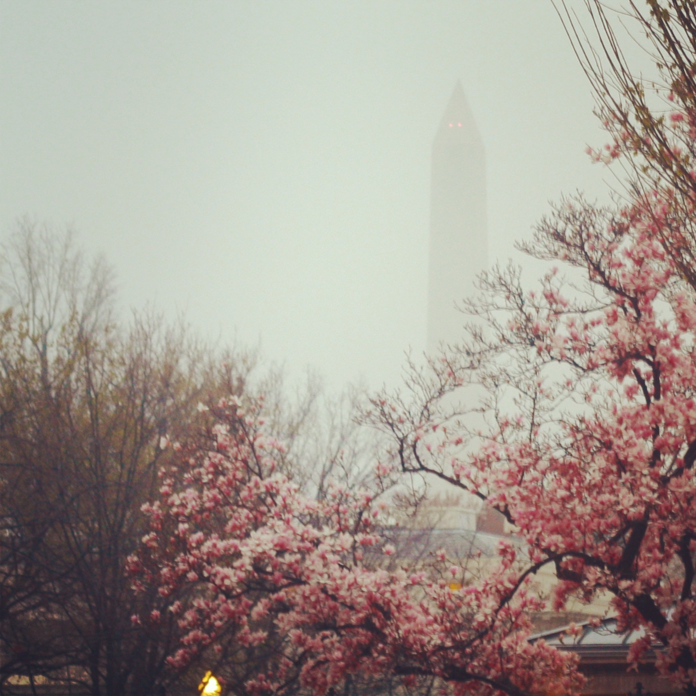 Washington Monument in the background to the rain and cherry blossoms