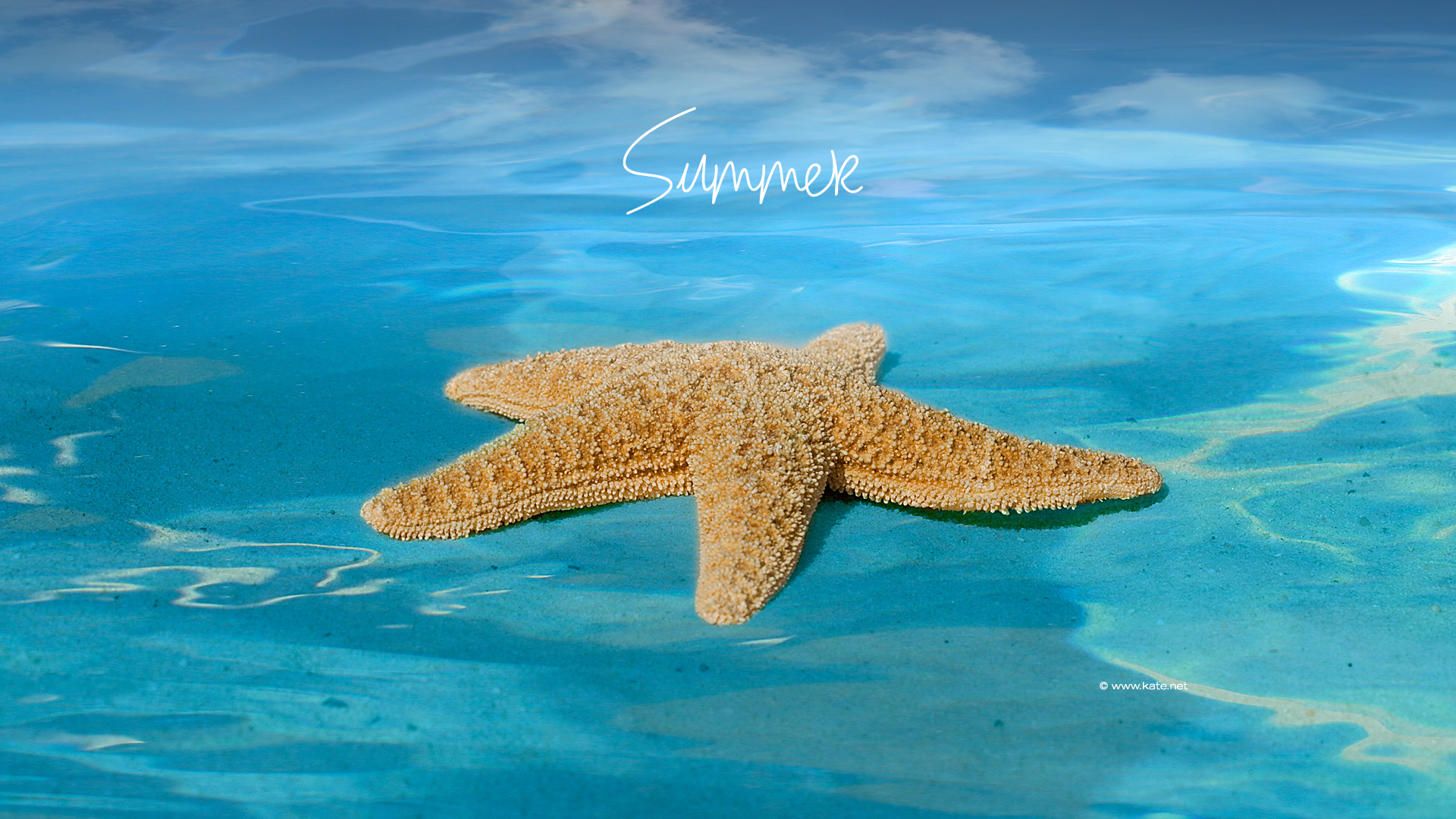 Holidays Seasons Screensavers Image Summer