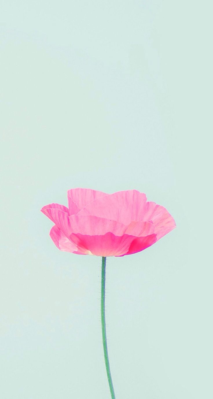 Background Image Like iPhone 5c Wallpaper Pink Have The Power To
