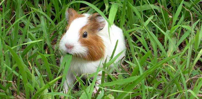 HD Wallpapers Guinea Pig Wallpapers