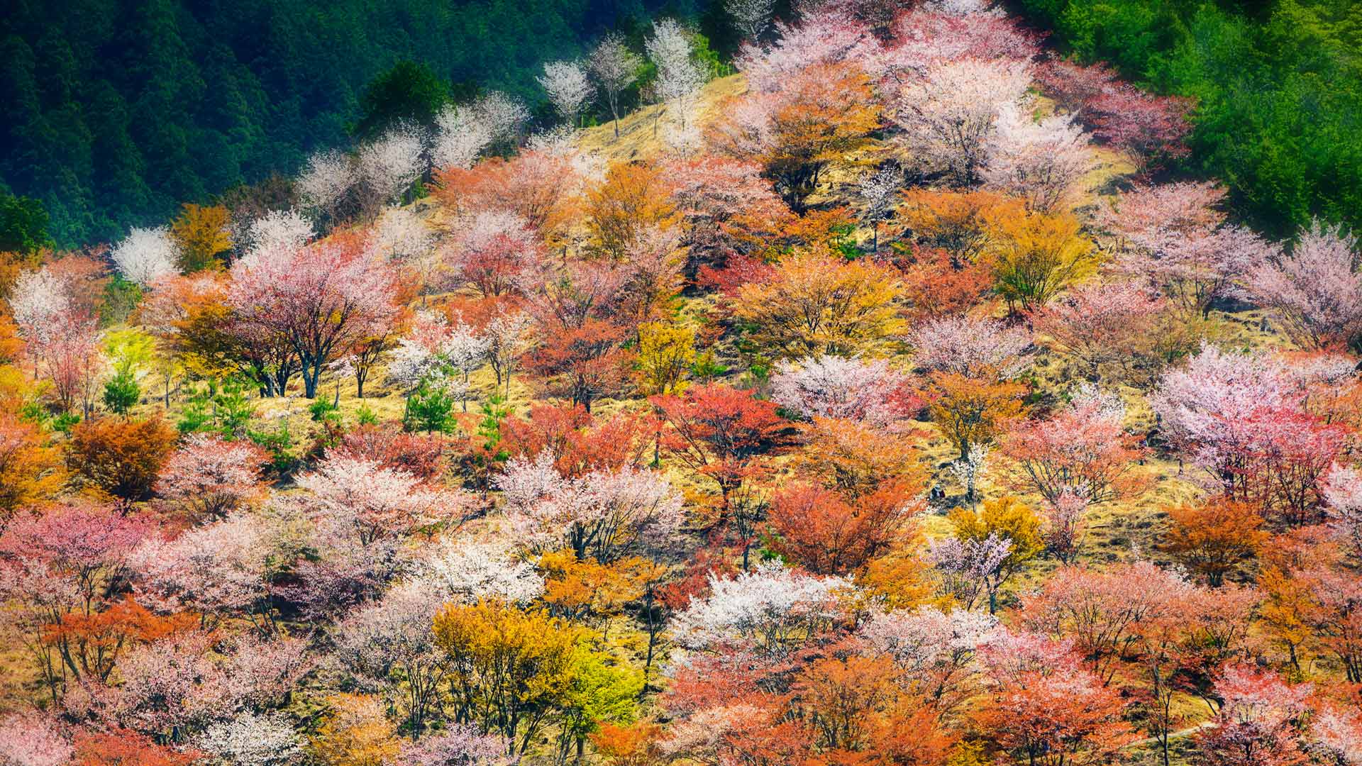 Spring Cherry Blossoms On Mount Yoshino In Nara Prefecture Japan
