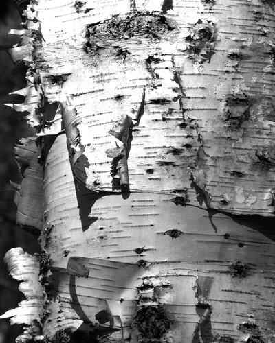 White Birch Bark Wallpaper In Black And