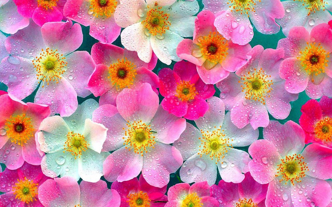 White and pink flowers with water drops