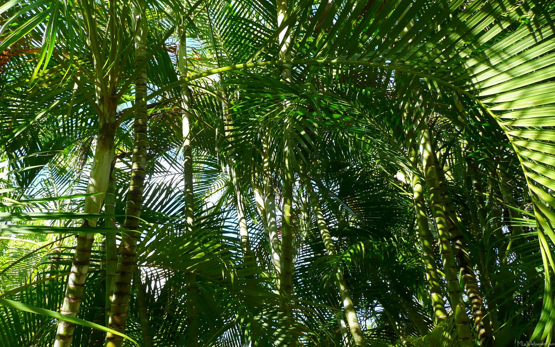 Palm Wallpaper