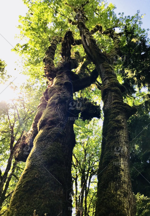 Sunlit Trees Snoqualmie Wa Stock Photo 102d9237 4f96
