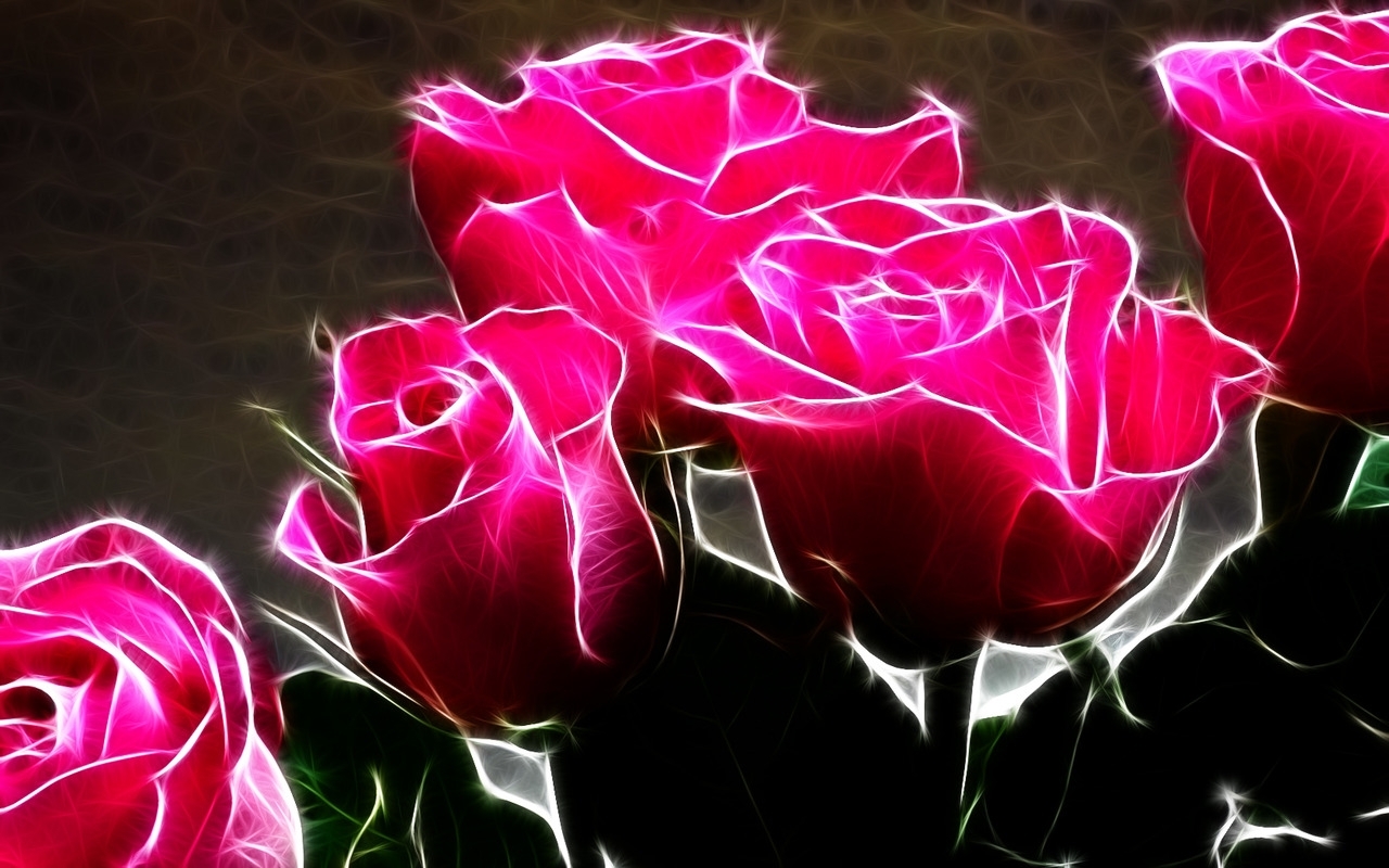 Roses Image Hot Pink HD Wallpaper And Background Photos