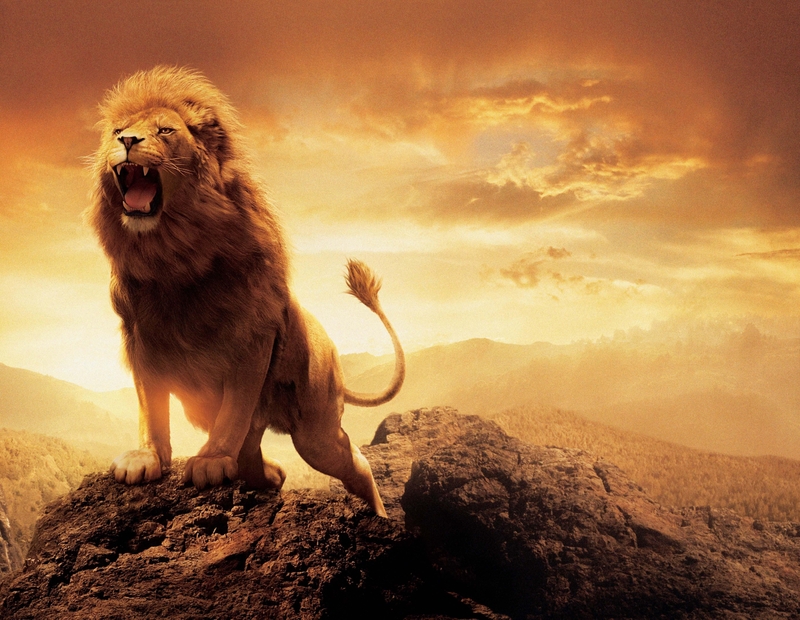 Narnia Movies Lions Wallpaper Lion
