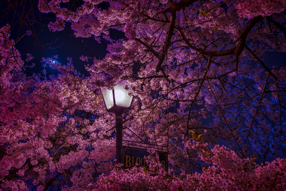 wallpaper for desktop, laptop | ma64-sakura-cherry-spring-tree-flower-nature