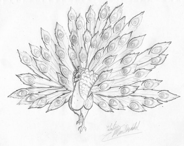 Peacock Drawing Sketch By Triblurr