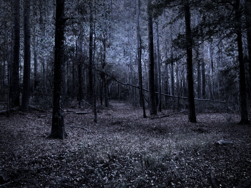 Dark Woods Stock By Venomxbaby
